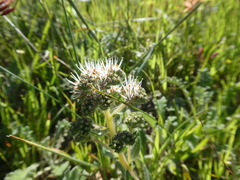 Lobostemon capitatus