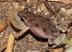 Cacosternum boettgeri