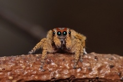 Maratus unicup