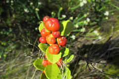 Maytenus procumbens