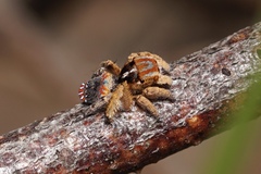 Maratus unicup