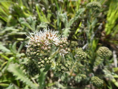 Lobostemon capitatus