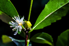 Cassipourea malosana