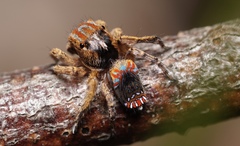 Maratus unicup