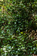 Cassipourea malosana