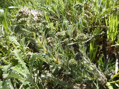 Lobostemon capitatus