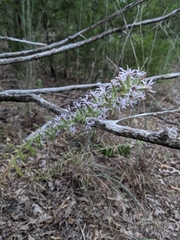 Liatris carrizana