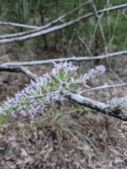 Liatris carrizana