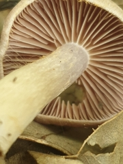 Cortinarius anomalus