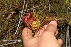 Protea witzenbergiana