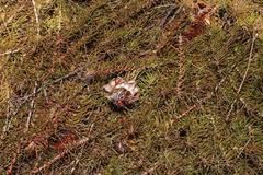 Protea witzenbergiana