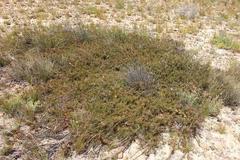 Protea witzenbergiana