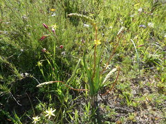 Bulbine praemorsa