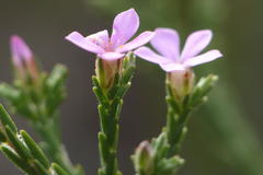 Acmadenia