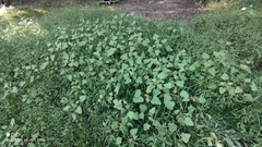 Xanthium orientale
