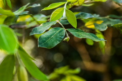 Englerodaphne ovalifolia
