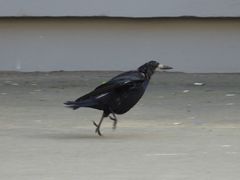 Corvus frugilegus