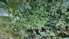 Bidens frondosa