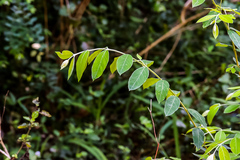Englerodaphne ovalifolia
