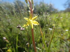 Bulbine praemorsa
