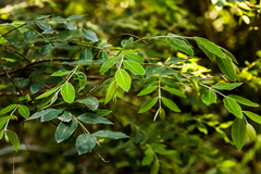 Englerodaphne ovalifolia