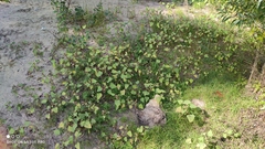 Xanthium orientale