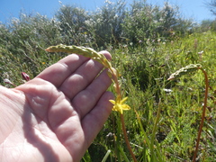 Bulbine praemorsa