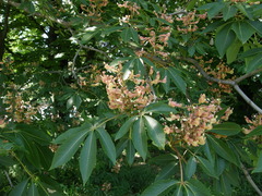 Aesculus × hybrida