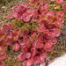 Scented Sundew - Photo (c) sea-kangaroo, some rights reserved (CC BY-NC-ND), uploaded by sea-kangaroo