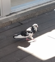 Columba livia domestica