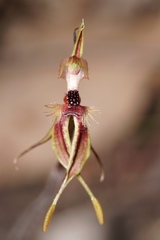 Caladenia plicata