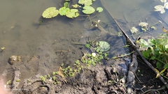 Salvinia natans