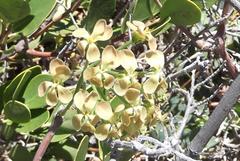 Pelargonium gibbosum