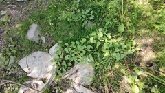 Xanthium orientale