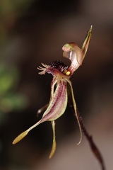 Caladenia plicata