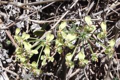 Pelargonium gibbosum