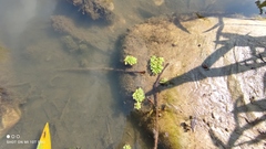 Salvinia natans