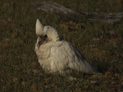 Cacatua pastinator pastinator