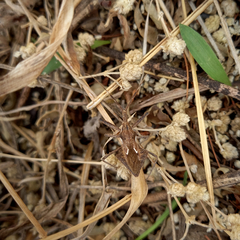 Harpactor tuberculosus