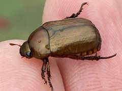 Anomala obsoleta