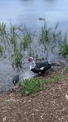 Cairina moschata domestica