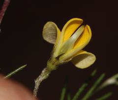 Aspalathus bracteata
