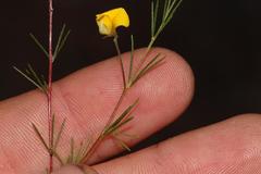 Aspalathus bracteata