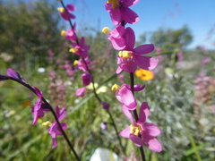 Ixia scillaris scillaris