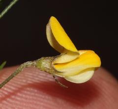 Aspalathus bracteata