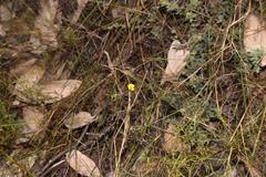 Aspalathus bracteata