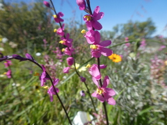 Ixia scillaris scillaris