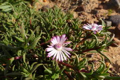 Lampranthus aduncus