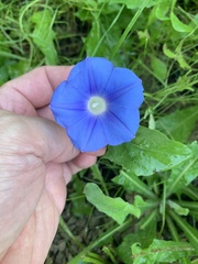 Ipomoea nil
