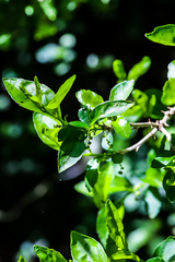 Erythrococca berberidea